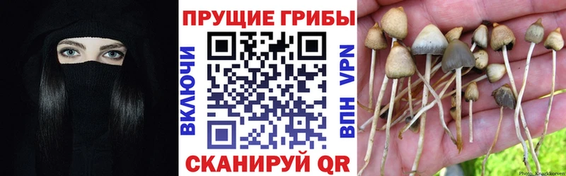 купить наркотики сайты Бежецк Псилоцибиновые грибы Magic Shrooms